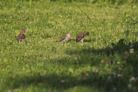 birds on the green grass in the garden