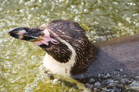 bird water beak