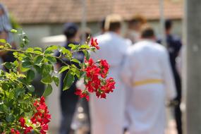 Corpus Christi Feast Little Red