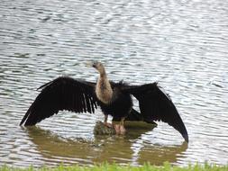 wild bird in green water
