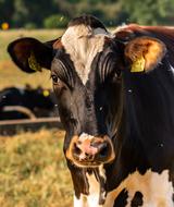 black cow with white patterned view