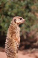 gopher zoo rock