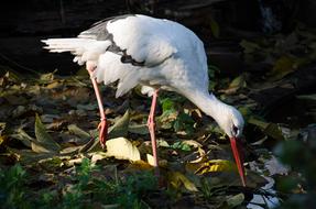 a white great stork with a long beak