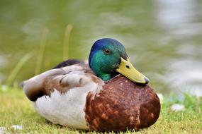 a beautiful duck with a yellow beak