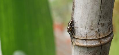 black beetle on a log in the garden