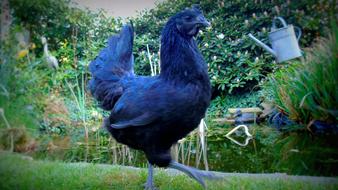 black hen in green grass
