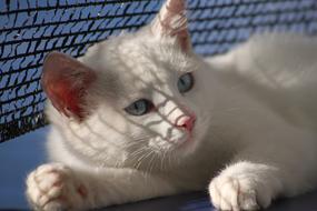 a cute white cat with blue eyes