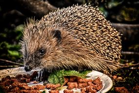 hedgehog with nuts in a bowl