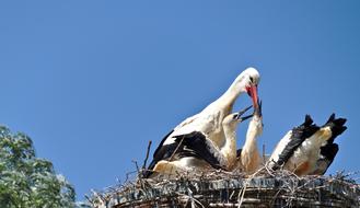 white stork against a blue sky