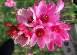 big bouquet of pink flowers