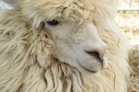 a white sheep with a cute face