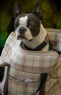 a cute dog with black patterns