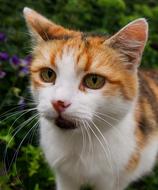 ginger cat with a white nose