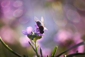 bumblebee flower view