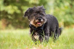 running happy dog in the grass