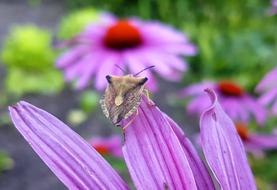 large insect on a petal