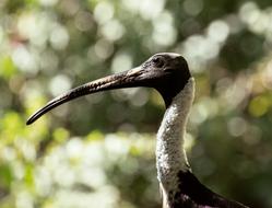 odd bird with a long beak