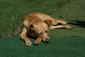 sleeping dog in the grass