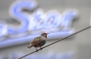 Star Bird bird on a wire