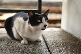 a cute cat with a black pattern