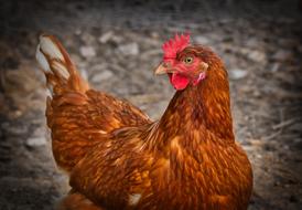 domestic chicken farm