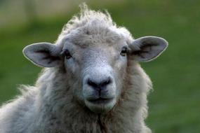 fluffy white sheep on a green background
