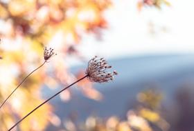 Bright Background Nature