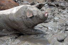 pig in the mud on the farm