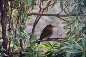a little bird on a branch in the foliage