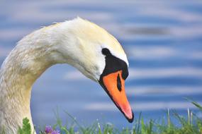 an unusual swan against the sea