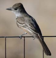 gray bird on the fence