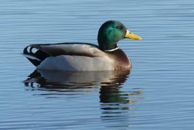 gray duck swimming in the lake