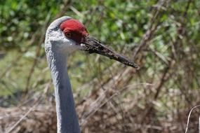 white bird with a red forehead