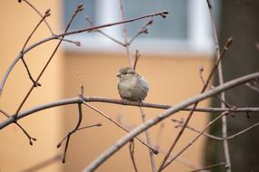 fledgling branch home