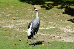 an unusual bird in the field in the grass