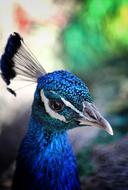 Bird Peacock bluebird with a beak