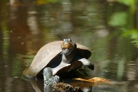 a turtle floating in the water