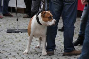 dog on a leash with a human