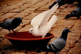 a white dove among the gray