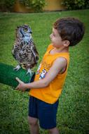 Boy Owl Summer