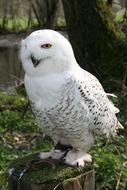 white owl in the grass