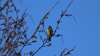 distant bird against the sky