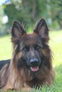 happy dog on the green grass