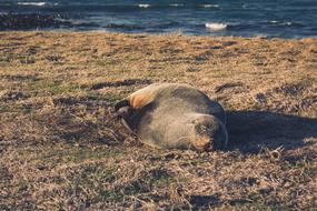 resting animal
