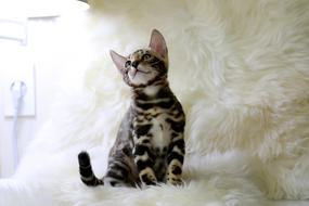 little kitten on a white background