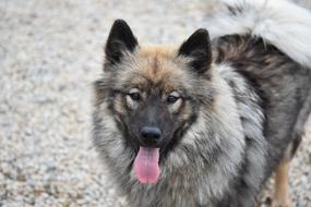 fluffy dog with a long tongue