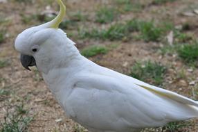 white parrot by the ground