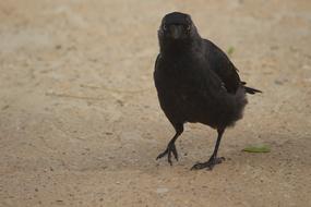 black crow on the ground view