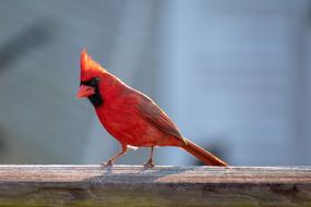 red bird on a log view