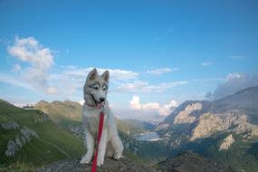 husky on a red leash